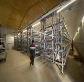 临沭县乡村振兴再添活力 全市单体养殖存栏量最大、笼养技术最先进的肉鸡养殖场投产运营